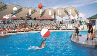 Antalya Deniz Aslanları ve Yunus Gösterisi - 3
